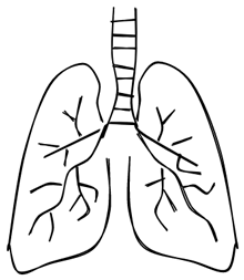 人体肺部图